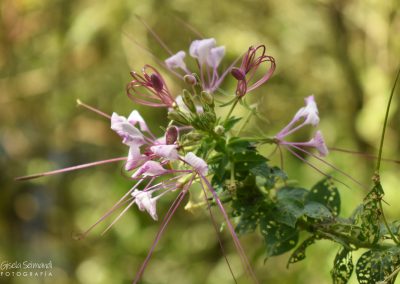 Cleome