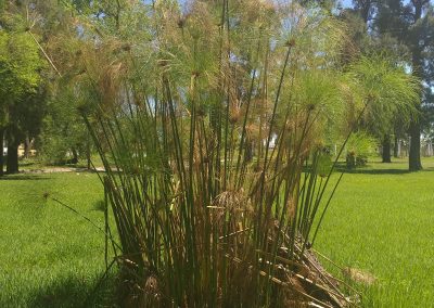 Papiro criollo