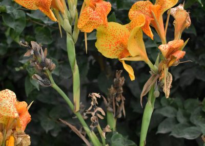 Achira amarilla