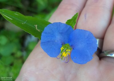 Flor de Santa Lucía