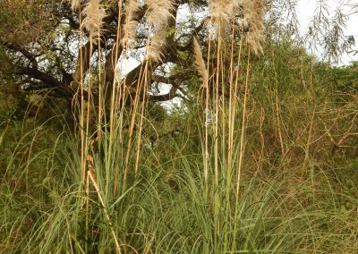Cortadera