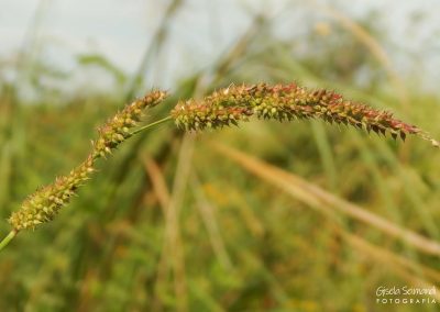 Capín arroz