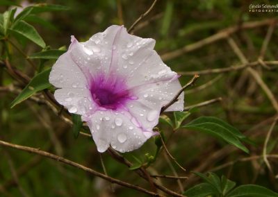 Campanilla