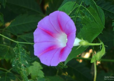 Campanilla morada