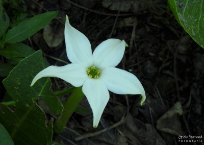 Flor de sapo