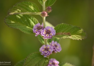 Salvia morada