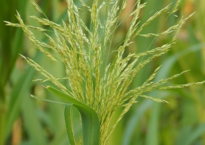 Pasto camalote