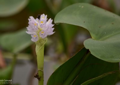 Camalote largo