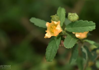 Malva amarilla