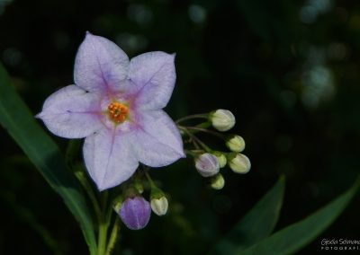 Duraznillo blanco