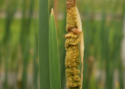 Totora