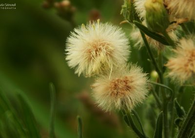 Yerba carnicera