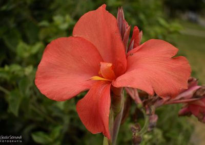 Achira roja